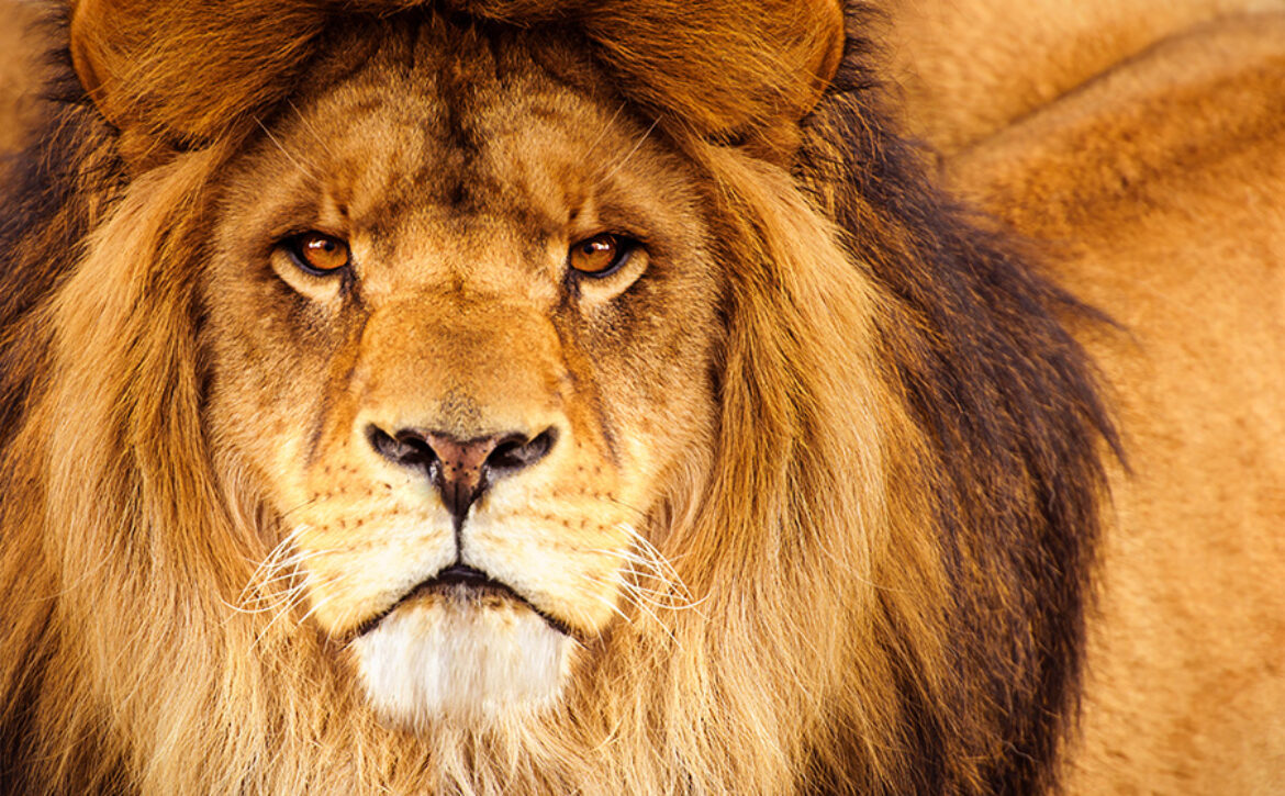 African male lion headshot looking into camera